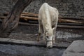 White Horse Drinking from Stream Royalty Free Stock Photo