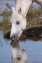 White Horse Drinking Water