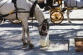 White horse drinking water in a bucket. The horse pulls a carriage which is used to take tourists around the city of seville. Royalty Free Stock Photo