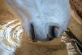 white horse drinking water close up Royalty Free Stock Photo