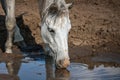 white horse drinking water Royalty Free Stock Photo