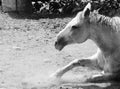 White horse and dust