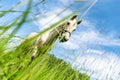 A white horse is eating fresh grass in a meadow Royalty Free Stock Photo