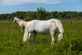 A white horse is eating fresh grass in a meadow Royalty Free Stock Photo