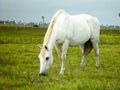 White horse eating grass