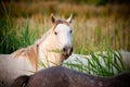 White horse eating grass Royalty Free Stock Photo