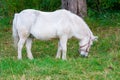 White horse eating grass Royalty Free Stock Photo