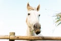 White horse eating grass behind a fence. Animal friendly concept Royalty Free Stock Photo