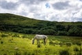 White horse  eating grass on empty meadow, grassland with hills and puffy clouds Royalty Free Stock Photo