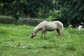 White horse eating grass in farm field Royalty Free Stock Photo