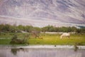 White horse eating grass Royalty Free Stock Photo