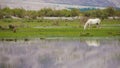 White horse eating grass Royalty Free Stock Photo