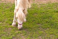 White horse eating grass Royalty Free Stock Photo