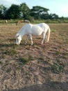 A White Horse Eating Grass in The Meadow Royalty Free Stock Photo