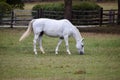 White horse eating grass in a meadow. Brown wooden fence behind. Williamsburg, USA. Royalty Free Stock Photo