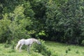 White horse eating grass in a meadow Royalty Free Stock Photo