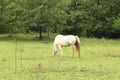 White horse eating grass on meadow Royalty Free Stock Photo