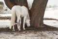 White horse eating grass that is under a tree Royalty Free Stock Photo