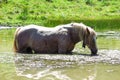 A white horse eats algae in a pond in the Catalan Pyrenees, Spain. Royalty Free Stock Photo