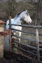 A white horse in the enclosure. Photograph taken at sunset. Royalty Free Stock Photo