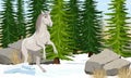 White horse Equus ferus caballus reared up near the winter spruce forest. Spruce forest with stones and dry grass. Wild and farm h