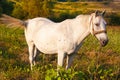 Blanco caballo Moscas su cola 