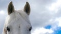 White Horse Royalty Free Stock Photo