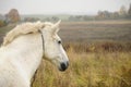 White horse