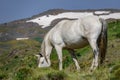 White horse feeding against mountain with snow Royalty Free Stock Photo