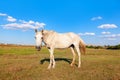 White horse female