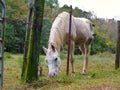 White Horse at Fenceline Royalty Free Stock Photo