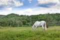 White Horse in Field Royalty Free Stock Photo