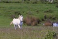 White horse in field Royalty Free Stock Photo