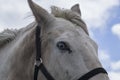 White horse in a field with blue eyes