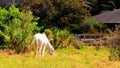 White horse in field, Florida Royalty Free Stock Photo