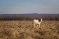 White horse on field Royalty Free Stock Photo