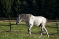 White Horse on field running free Royalty Free Stock Photo