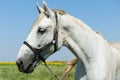 White horse on the field Royalty Free Stock Photo