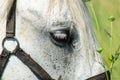 White horse on the field with sunflowers Royalty Free Stock Photo