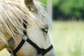 White horse on the field with sunflowers Royalty Free Stock Photo