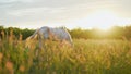 White horse in a summer meadow. Portrait of a white horse in flowers at sunrise. White horse in a field at sunset. Royalty Free Stock Photo