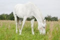 White Horse in the fields Royalty Free Stock Photo