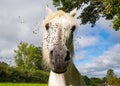 White horse with flies covered in flies Royalty Free Stock Photo