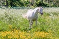 White horse in flower meadow Royalty Free Stock Photo