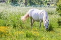 White horse in flower meadow Royalty Free Stock Photo