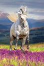 White horse in flowers Royalty Free Stock Photo