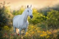 White horse in flowers Royalty Free Stock Photo