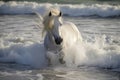 white horse with flowing mane splashing through beachside surf Royalty Free Stock Photo