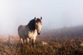 Horse in foggy meadow in mountains valley Royalty Free Stock Photo