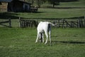 White horse in the foreground and blurred autumn Royalty Free Stock Photo
